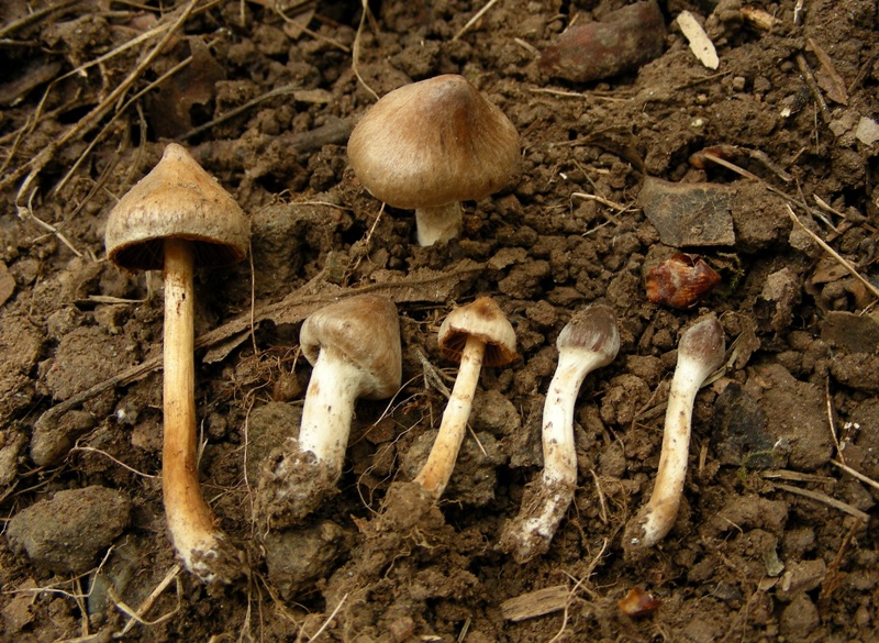 Primo insuccesso micro: Inocybe (cfr. Cortinarius sp.)